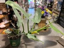 Load image into Gallery viewer, Philodendron - Silver Sword - 6&quot;
