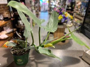 Philodendron - Silver Sword - 6"