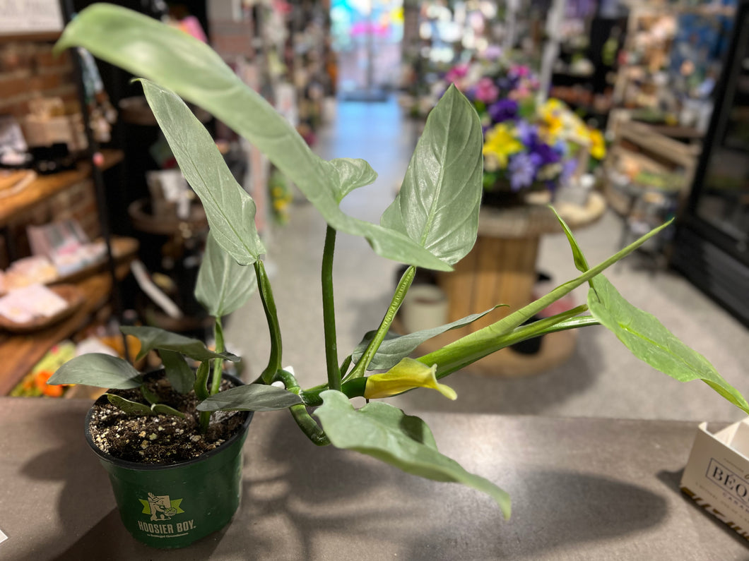 Philodendron - Silver Sword - 6