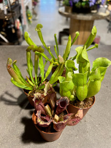 Sarracenia - Carnivorous Plant 2"