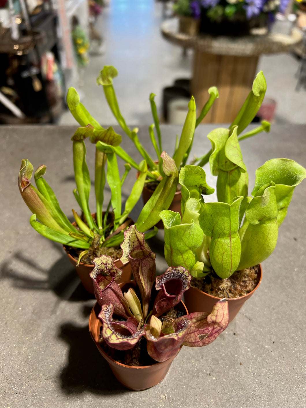 Sarracenia - Carnivorous Plant 2