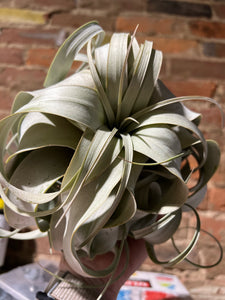 Large Airplant Tillandsia Xerographica Air Plant
