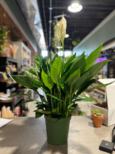 Load image into Gallery viewer, Peace Lily 8&quot;

