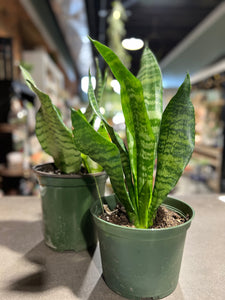 Snake Plant 6"