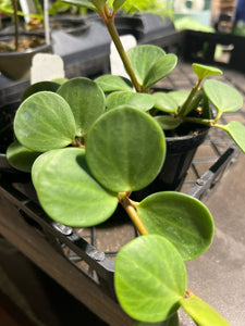 Peperomia - Hope - 4"