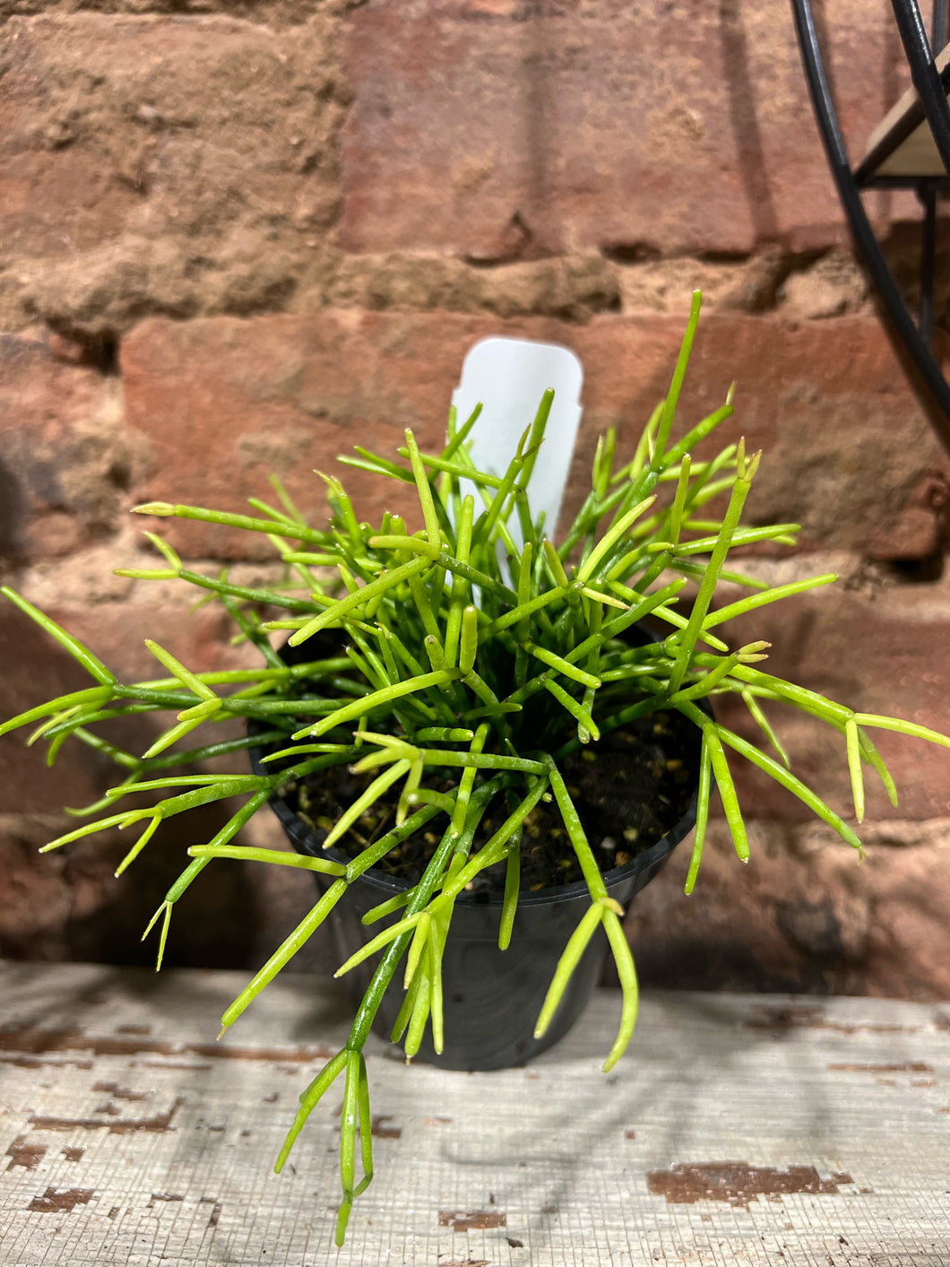 Mistletoe Cactus