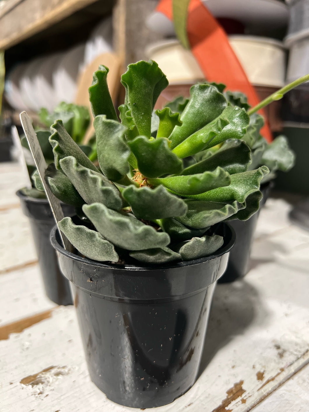 Crinkle Leaf