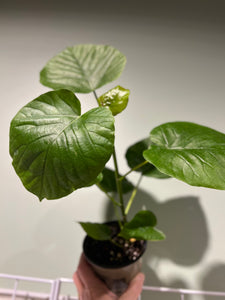 Ficus Umbellata