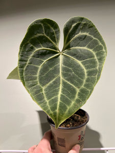Anthurium Clarinervium