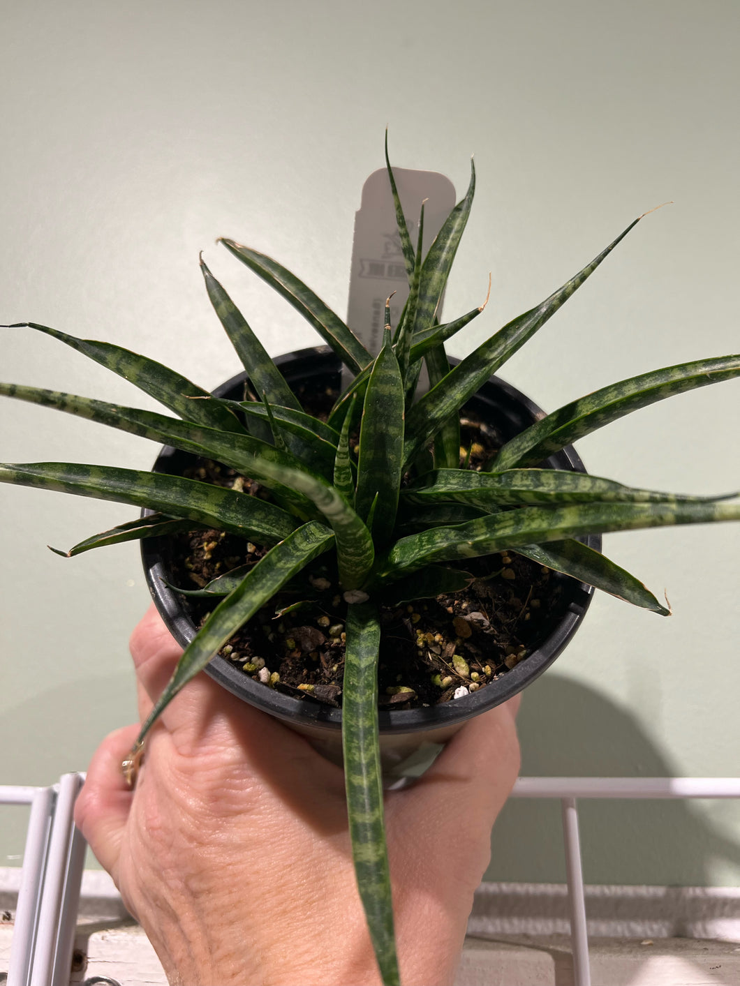 Sansevieria Mikado