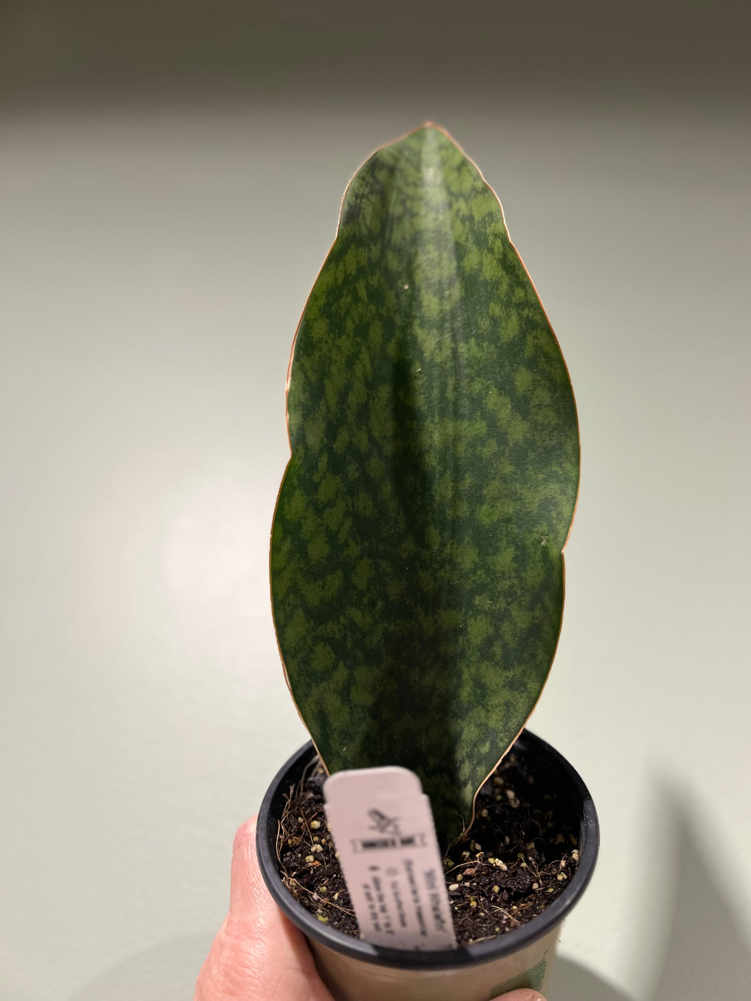 Sansevieria - Masoniana - 
