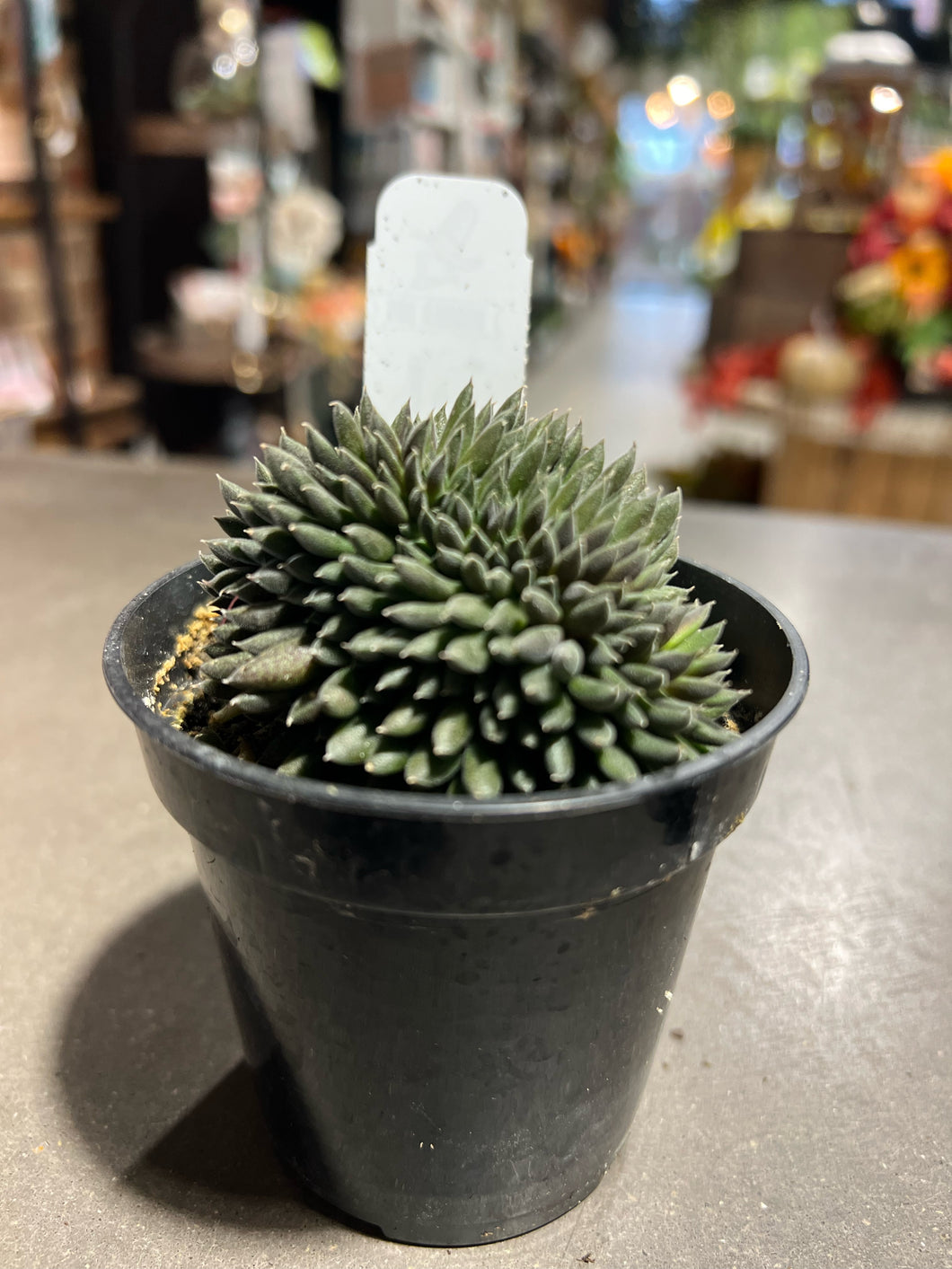 Chinese Jade