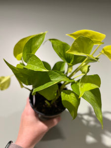 Pothos - Neon - 4.5"