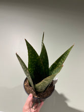 Load image into Gallery viewer, Sansevieria - Danish Crown
