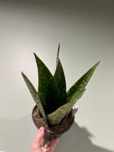 Sansevieria - Danish Crown