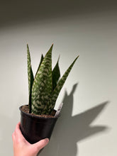 Load image into Gallery viewer, Sansevieria - Danish Crown
