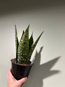 Sansevieria - Danish Crown