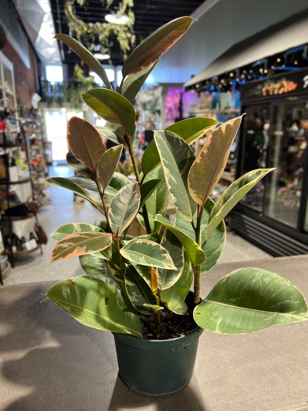 Rubber Tree - Variegated - 6