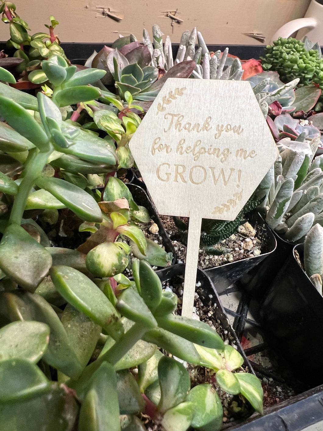 Thank you for helping me grow