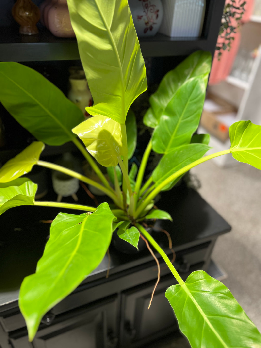 Philodendron - Melinonii Gold 6