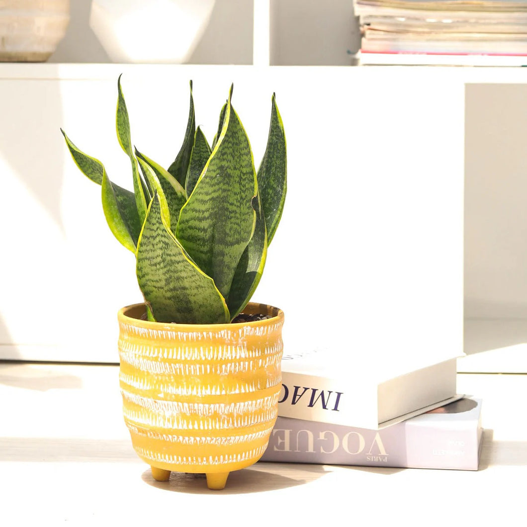 Sansevieria - Laurentii - 4
