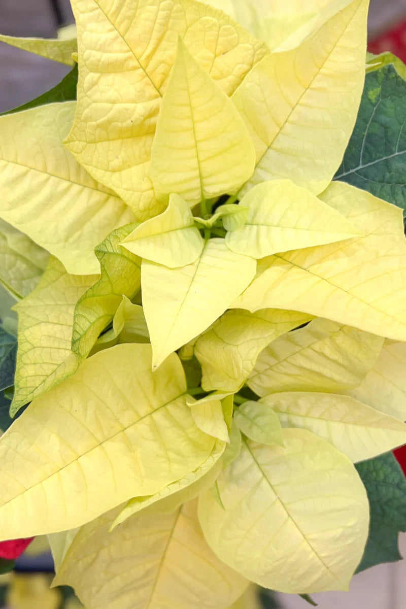 Lemon Glow Poinsettia 6