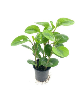 Peperomia - Lemon Lime