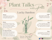 Load image into Gallery viewer, 8&quot; Lucky Bamboo
