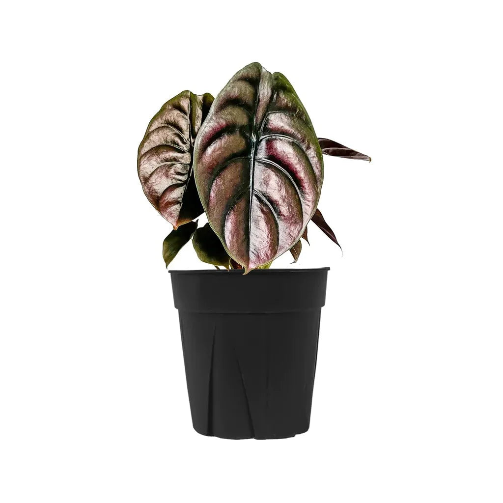 Alocasia - Cuprea - 4