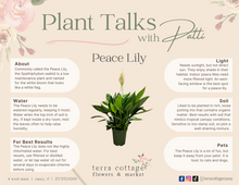 Load image into Gallery viewer, Peace Lily 8&quot;
