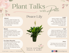 Load image into Gallery viewer, Peace Lily - 8&quot;
