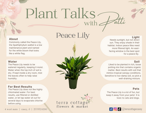Peace Lily - 8"