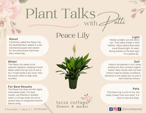 Peace Lily 8"