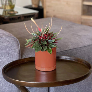 Peperomia - Little Rosso (Darker Green) - 4"