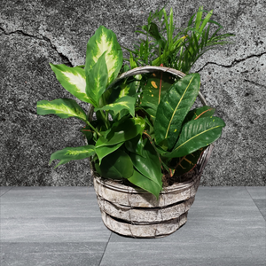 Dish Garden Basket - $45 Assorted Styles