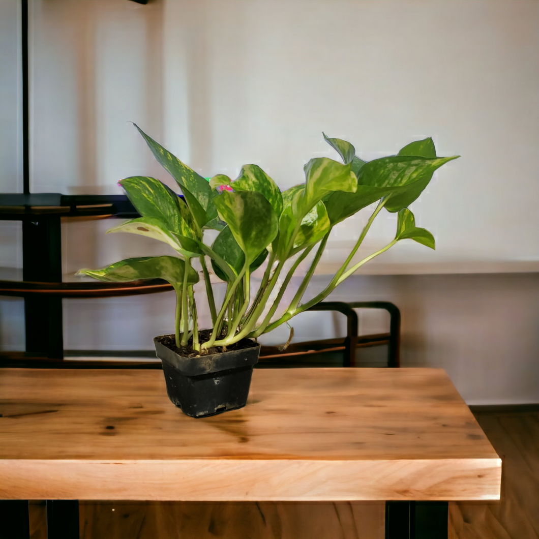 Pothos - Golden 3