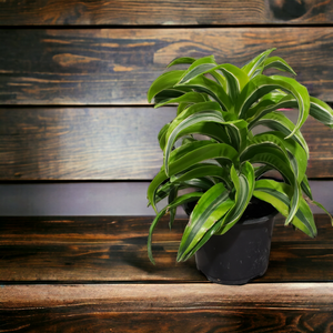 Dracaena - Lemon Surprise - 6"