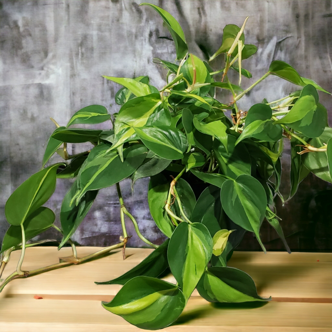 Philodendron - Brasil 6