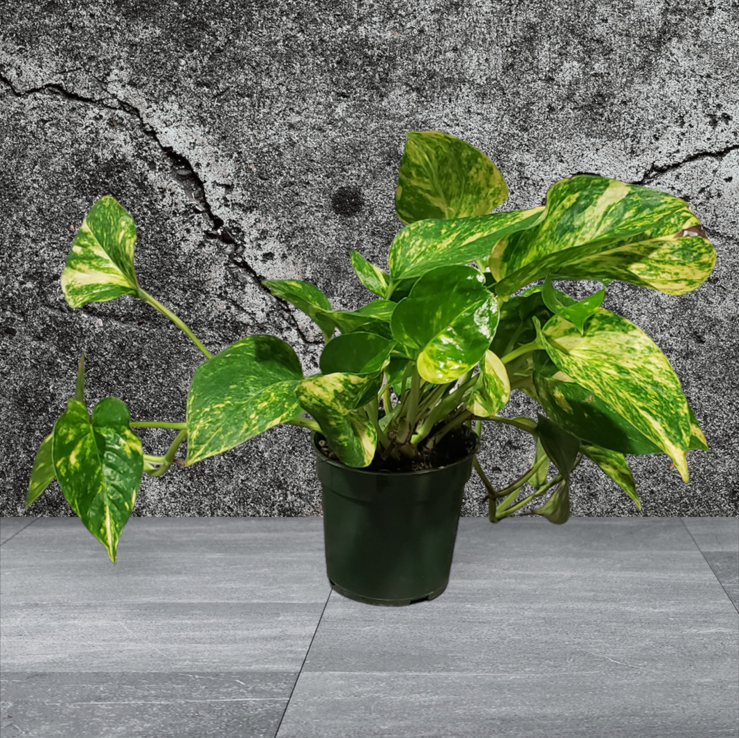 Pothos - Golden 4