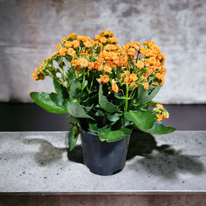 Kalanchoe 6"