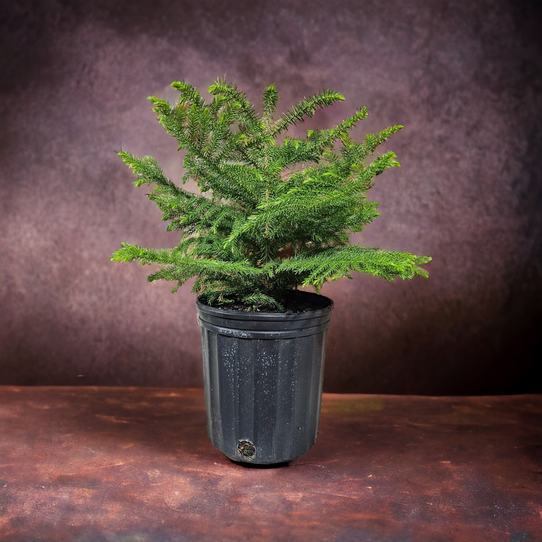 Norfolk Pine 8