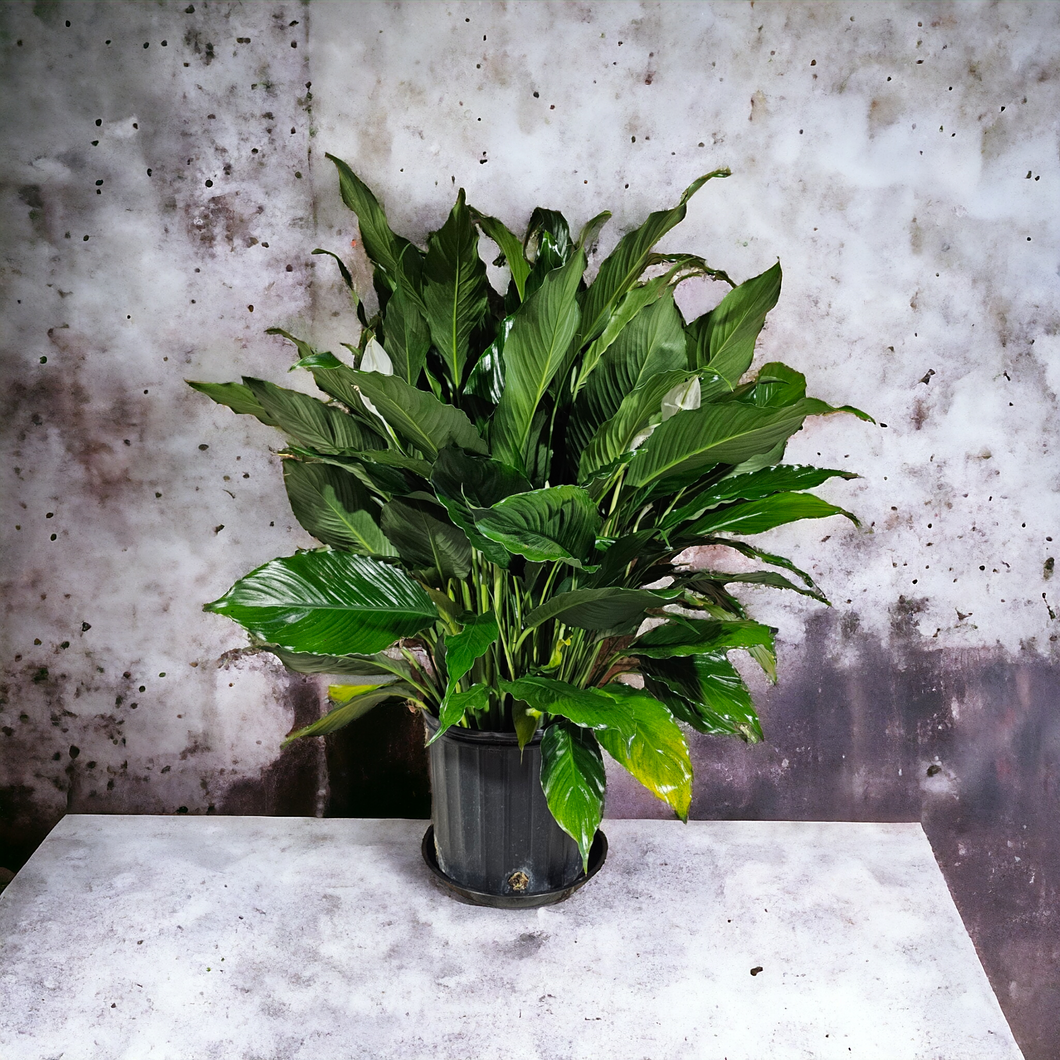 Peace Lily - 10