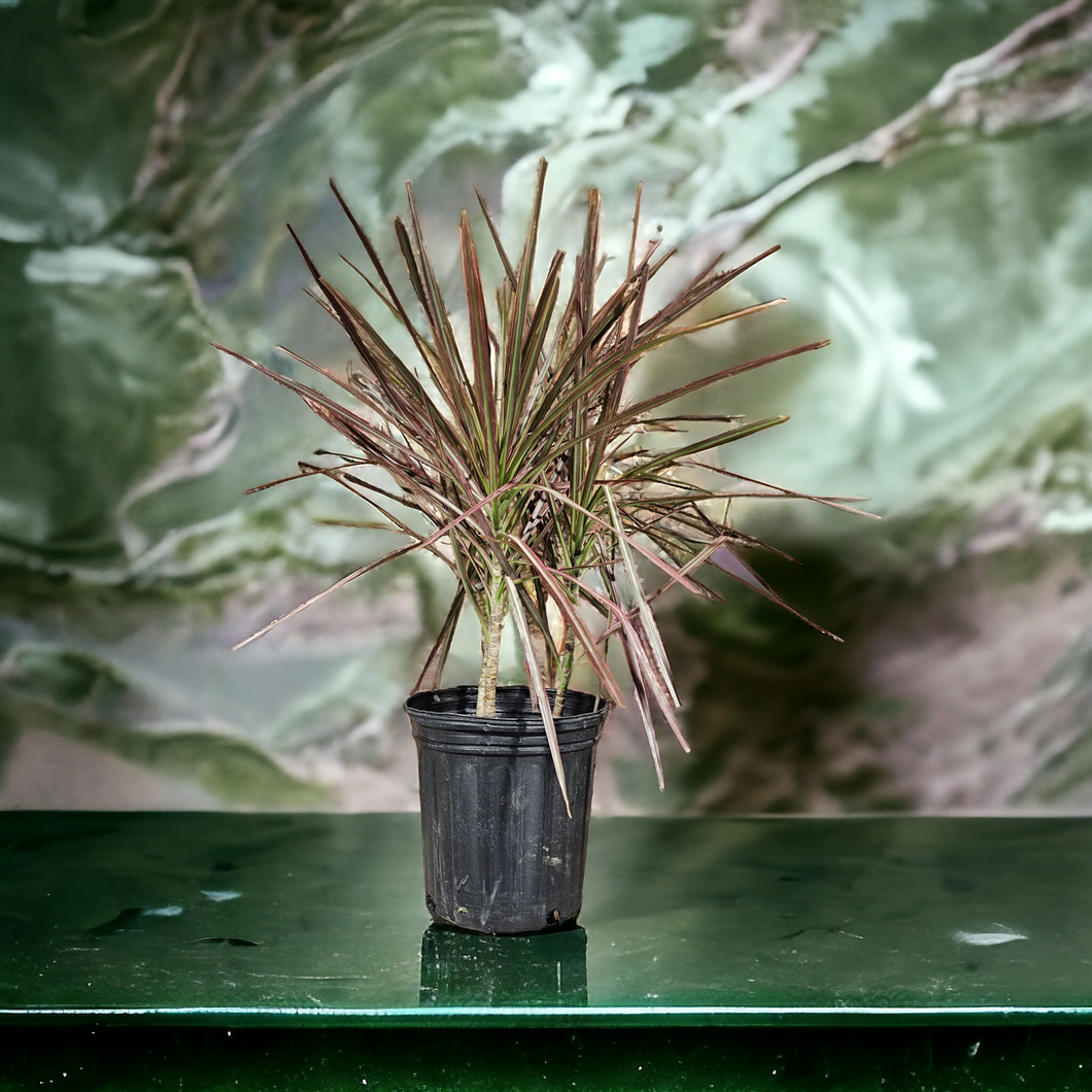 Dracaena - Dragon Tree - 8