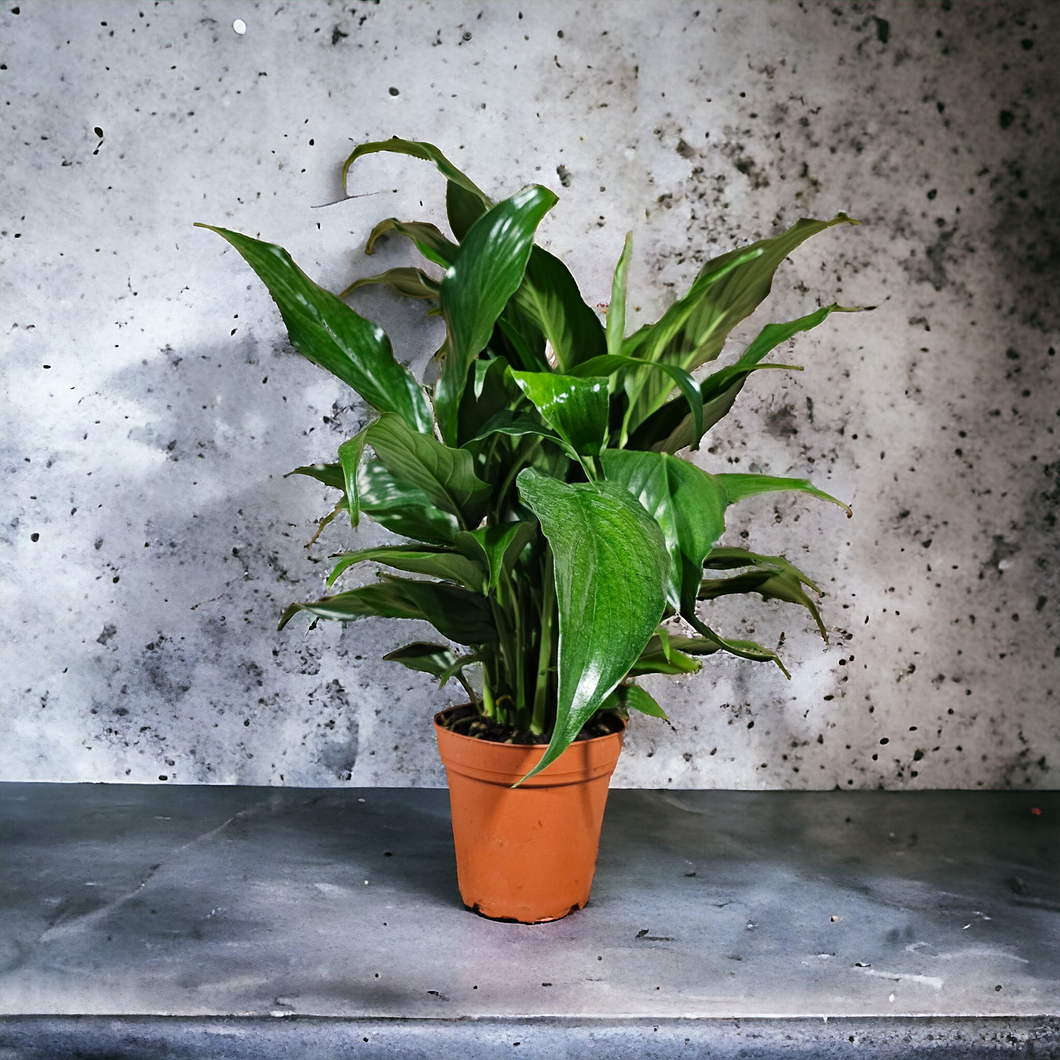 Peace Lily - 4