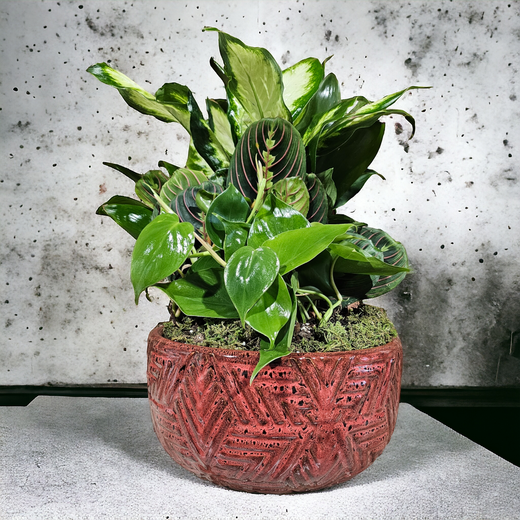 Dish Garden - $65