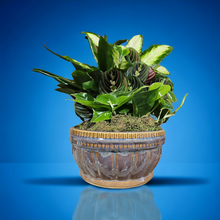 Load image into Gallery viewer, Dish Garden - $65

