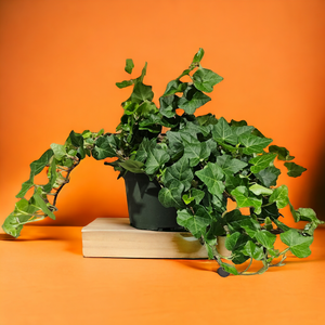 Ivy - English 6"