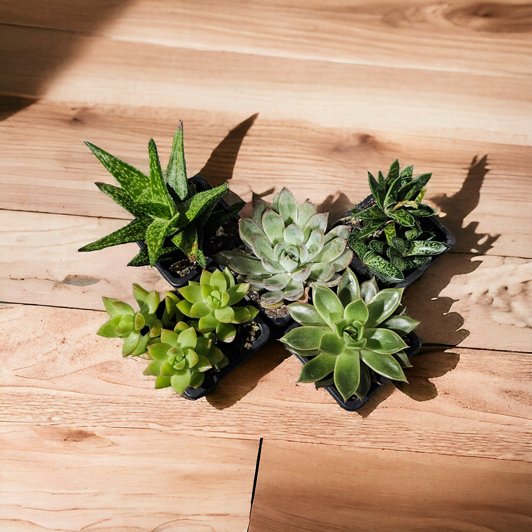 Succulent 3.5