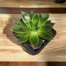Load image into Gallery viewer, Succulent 3.5&quot;
