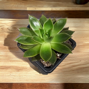 Succulent 3.5"